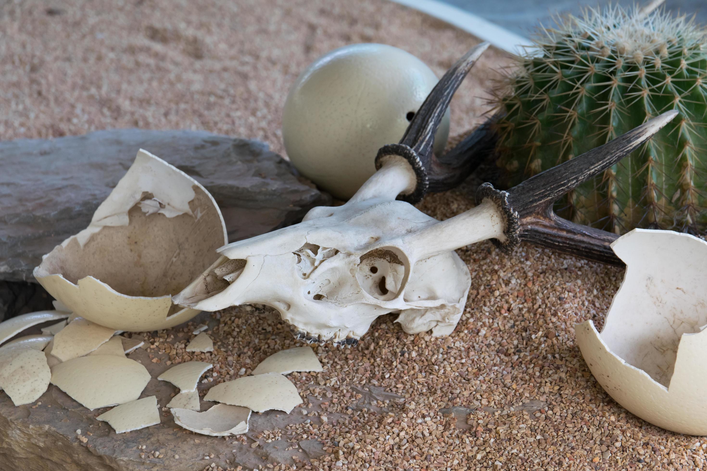 Animal skull and Ostrich egg in desert 7019485 Stock Photo at Vecteezy
