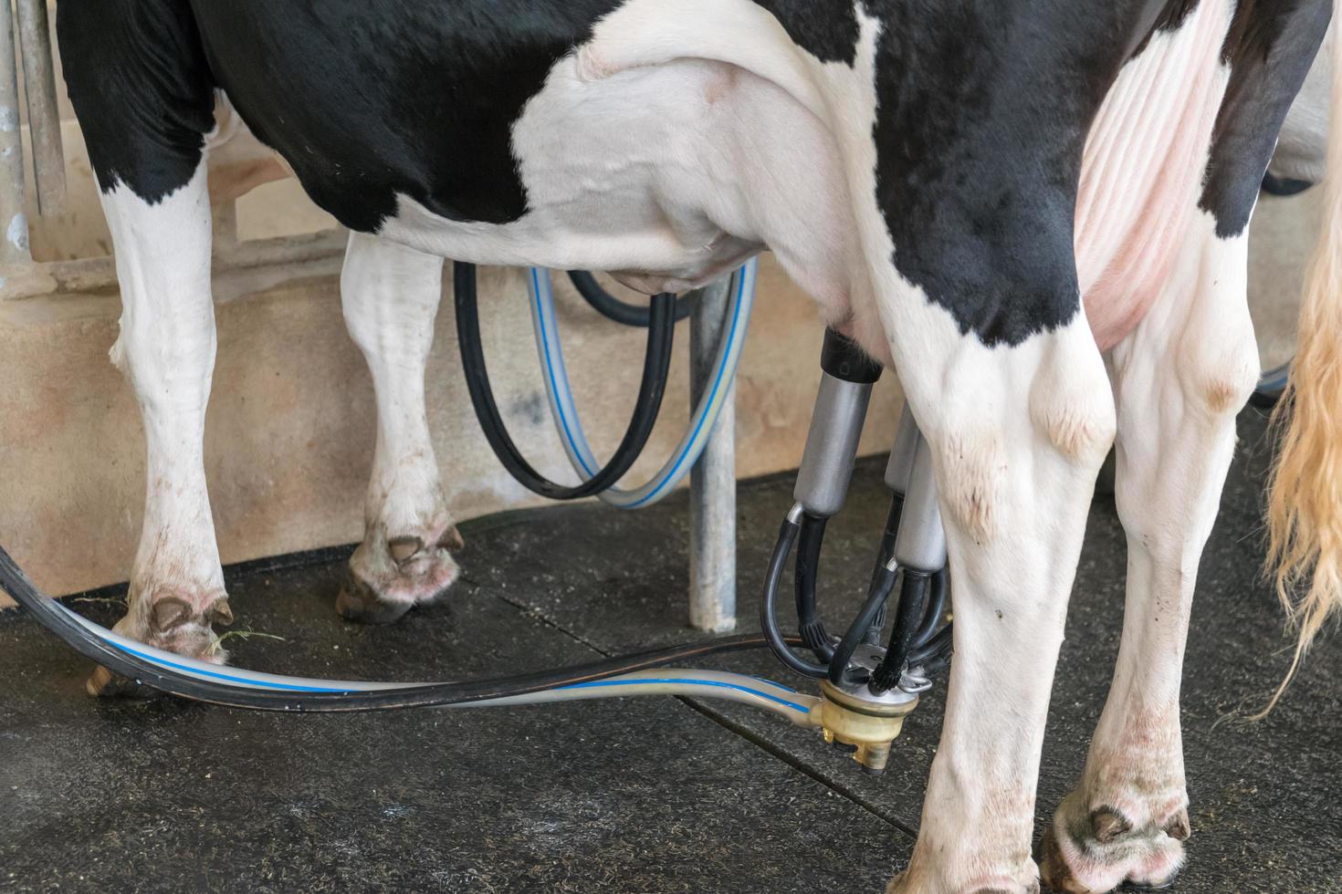 Dairy cow. cow in a farm photo