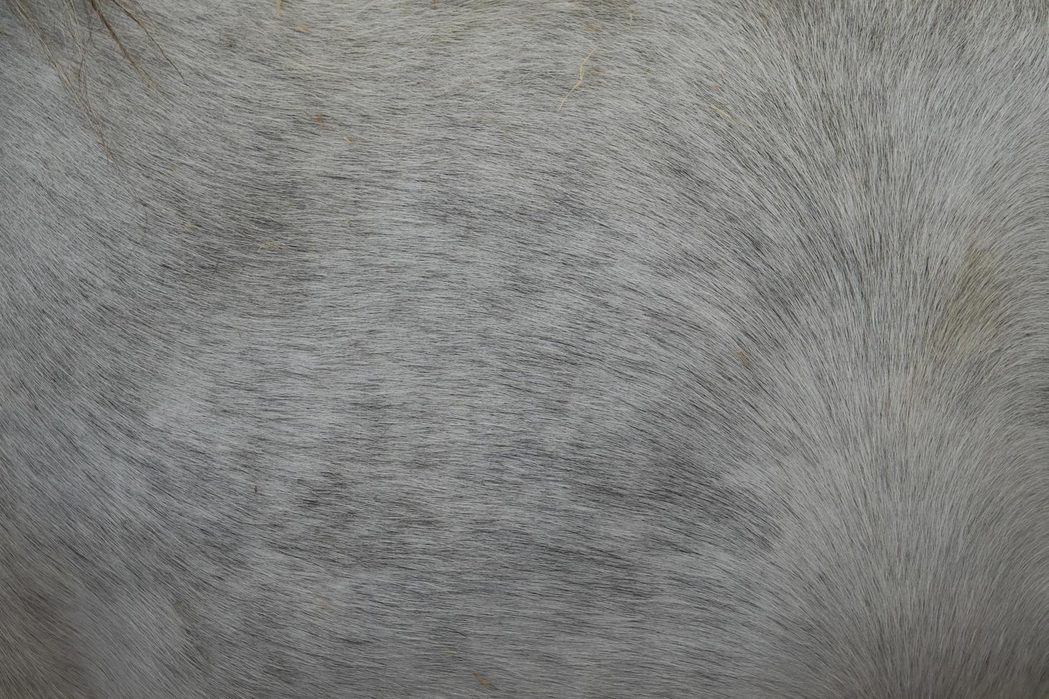 a horse fur close up photo