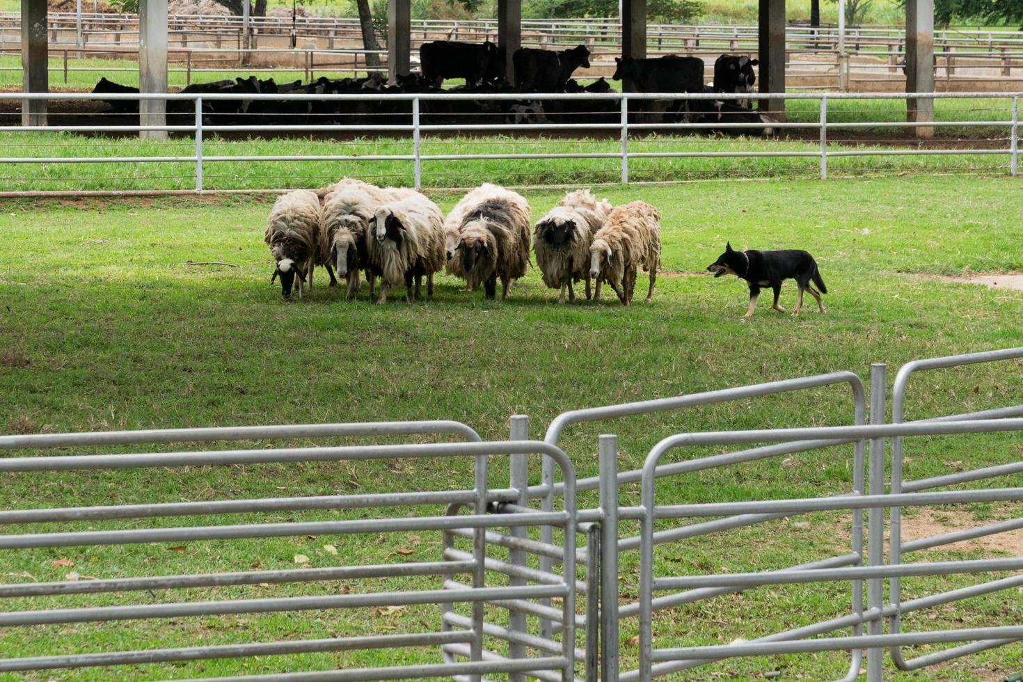 Sheep guided by dog and shepherd photo