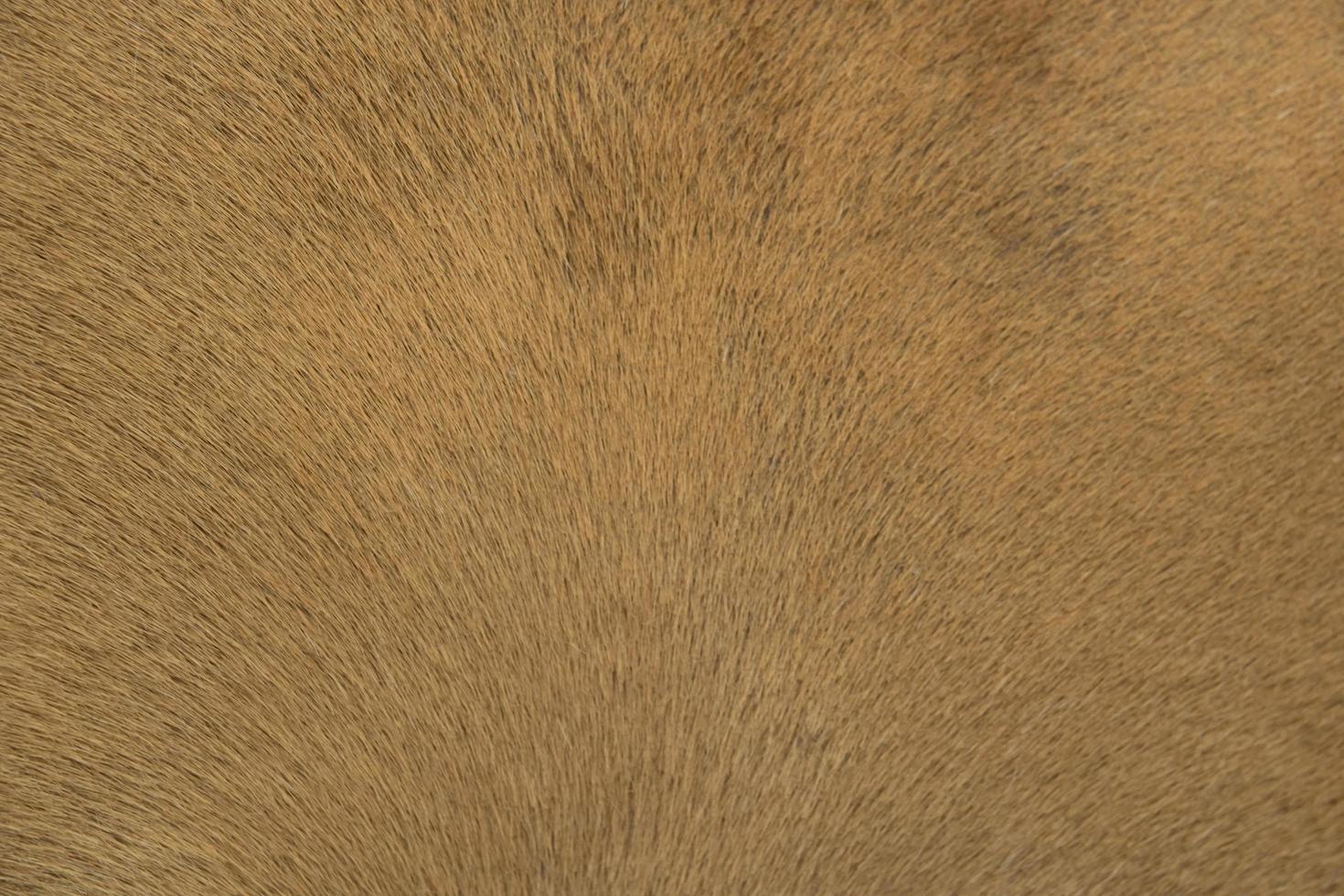 a horse fur close up photo
