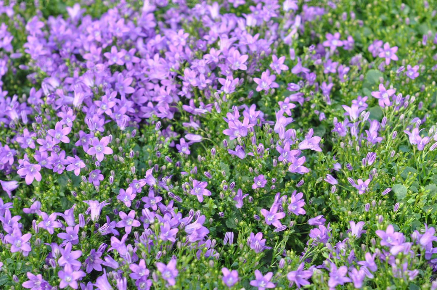 flor de campanilla morada 7020016 Foto de stock en Vecteezy