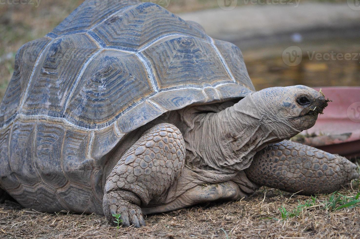 Aldabra giant tortoise reptile animal photo