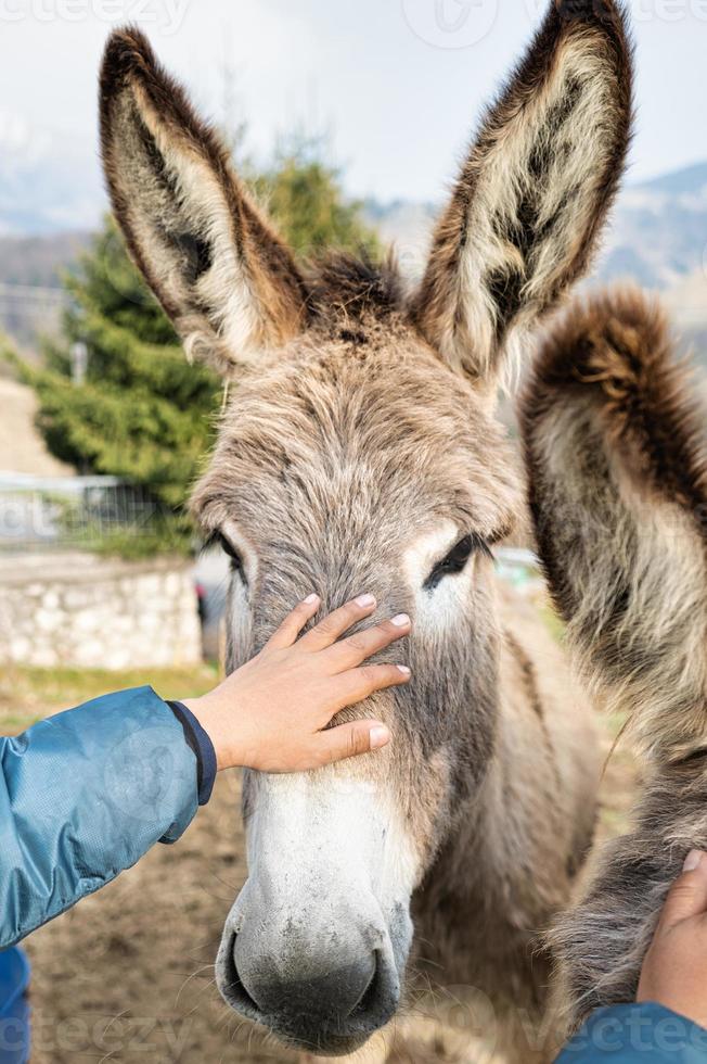 la mano de un niño acaricia un burro foto