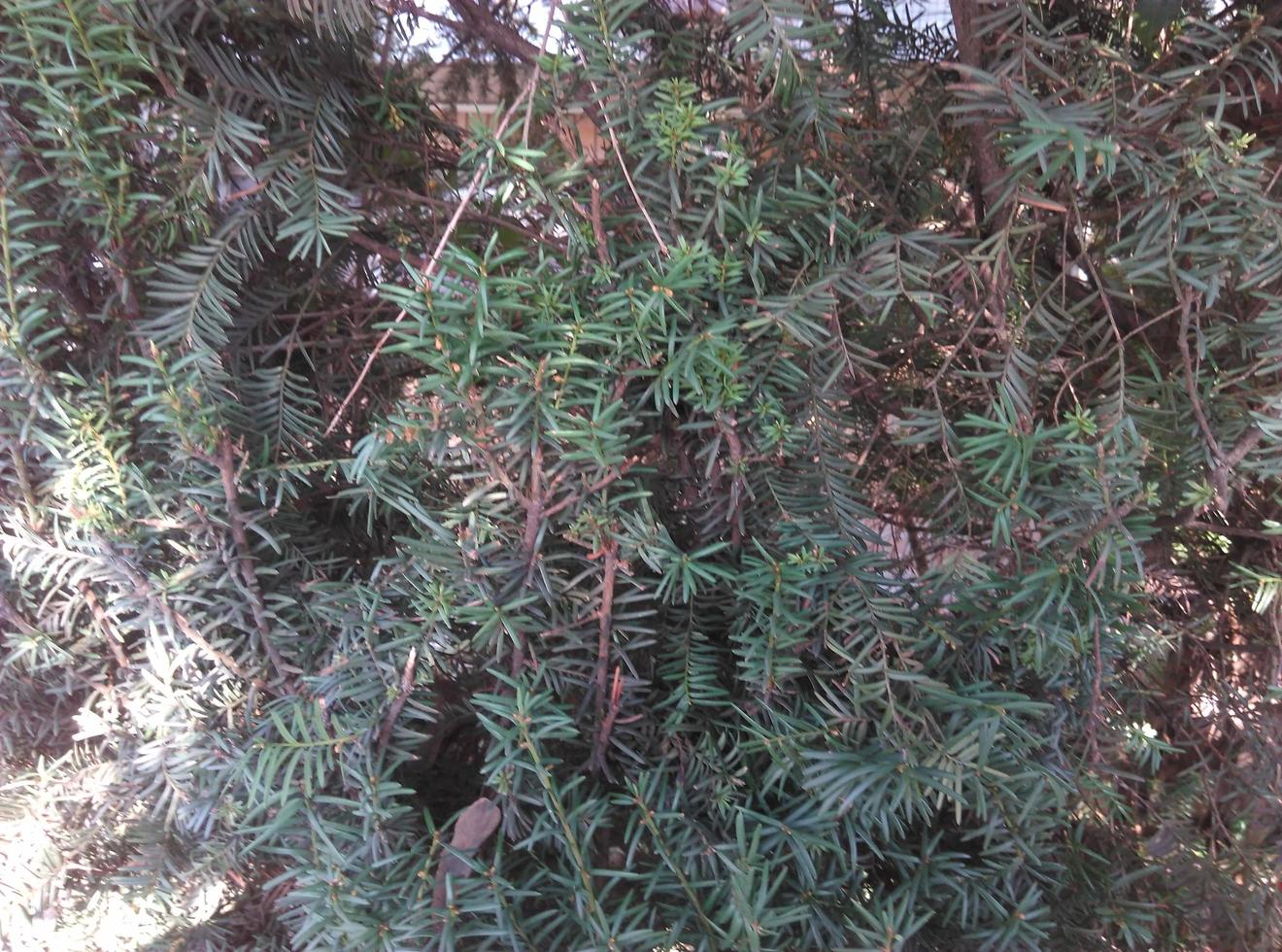 arbusto de un árbol de cono foto