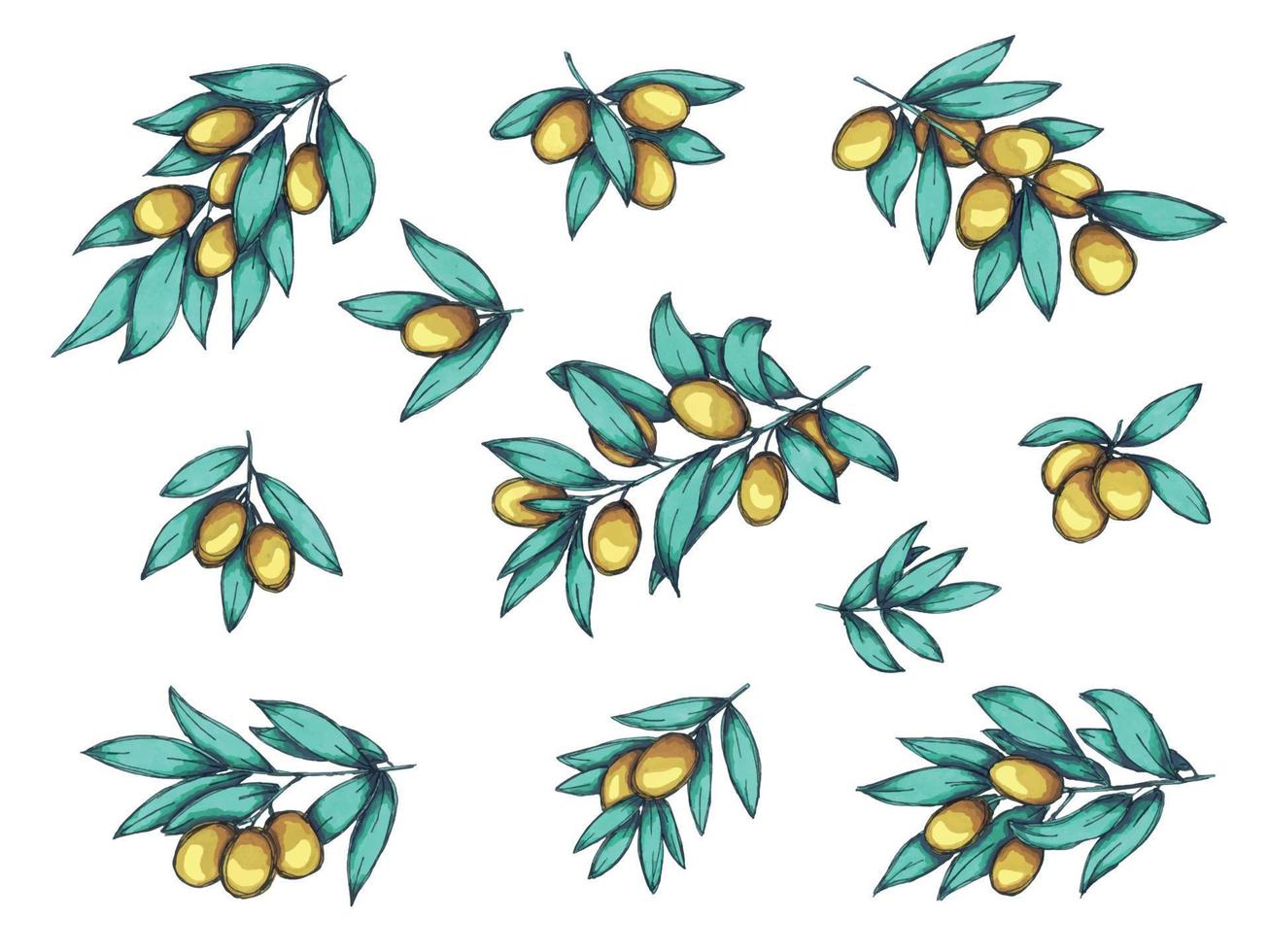 ilustración vectorial de rama de olivo. clipart de alimentos ecológicos dibujados a mano de colores aislados en fondo blanco. para impresión, web, diseño, decoración. vector