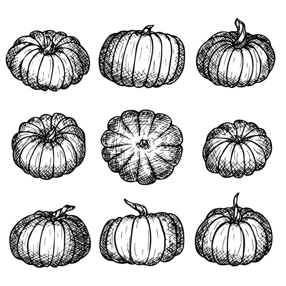 Vector hand drawn illustration of pumpkin. Isolated object on white background. Vegetable harvest clipart. Farm market product. Elements for autumn design, decoration.