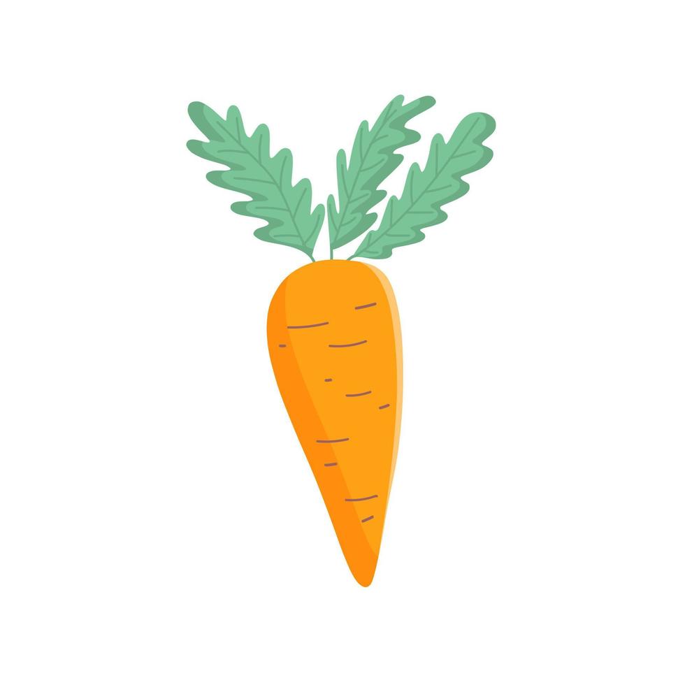 ilustración de alimentos orgánicos. lindo ícono de zanahoria. aislado en la ilustración de vector blanco. comida vegana.