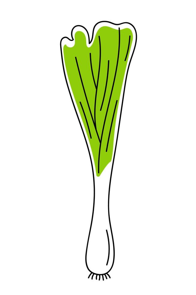 Hand drawn green onion. vector