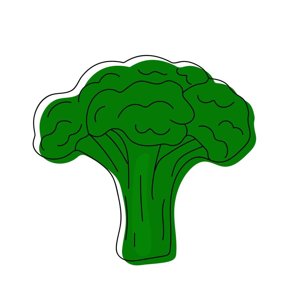 Hand drawn broccoli. vector