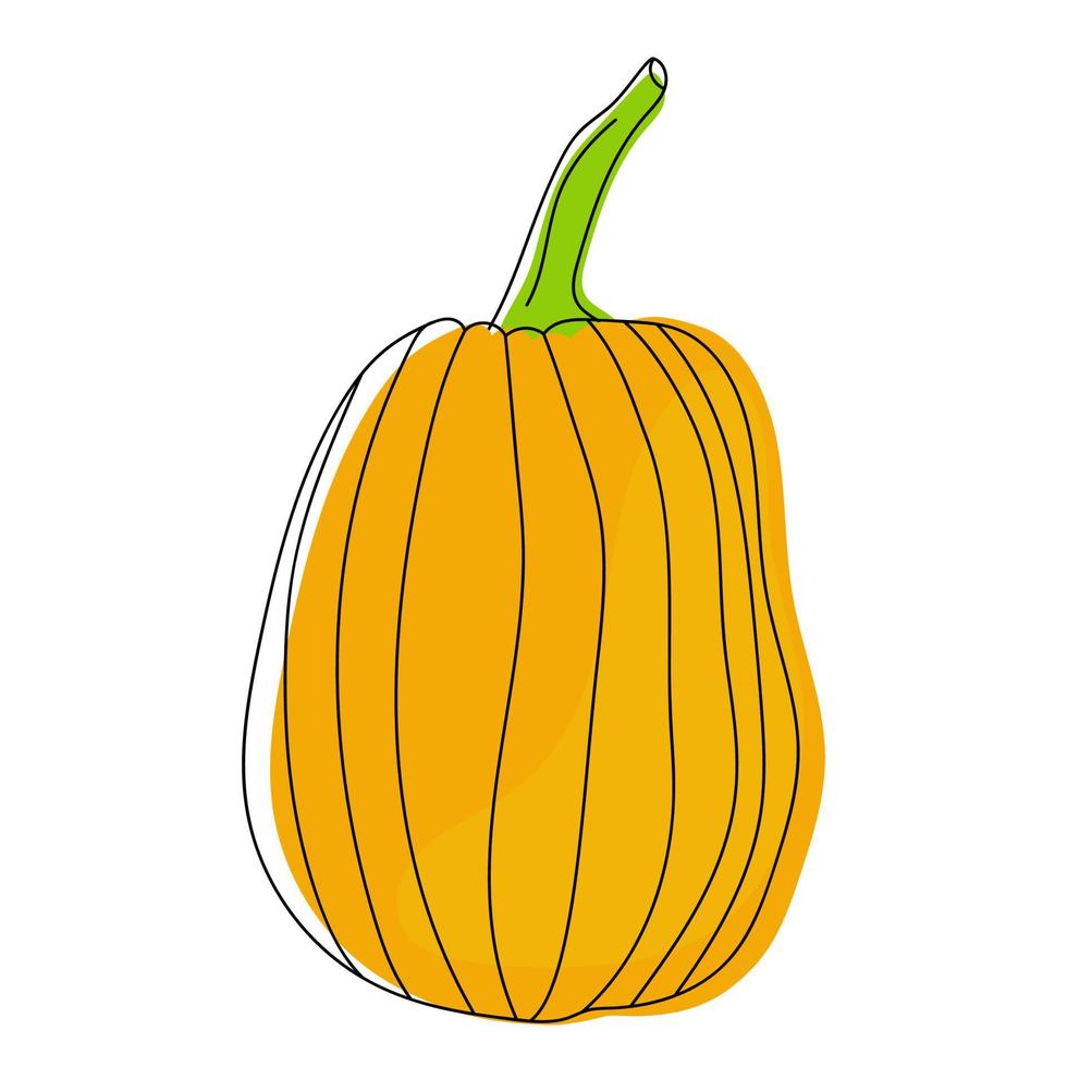 Hand drawn pumpkin. vector