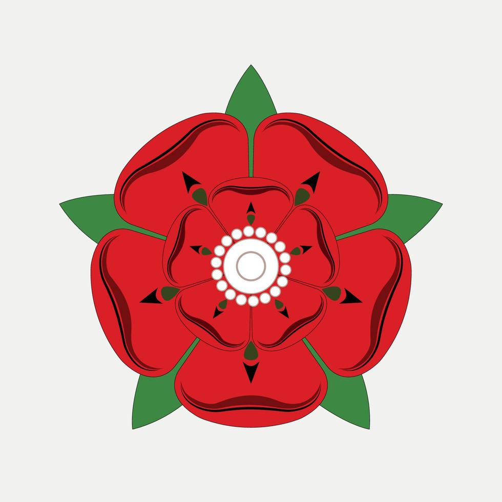Red Rose of Lancaster Drawing Illustration on Grey background. vector