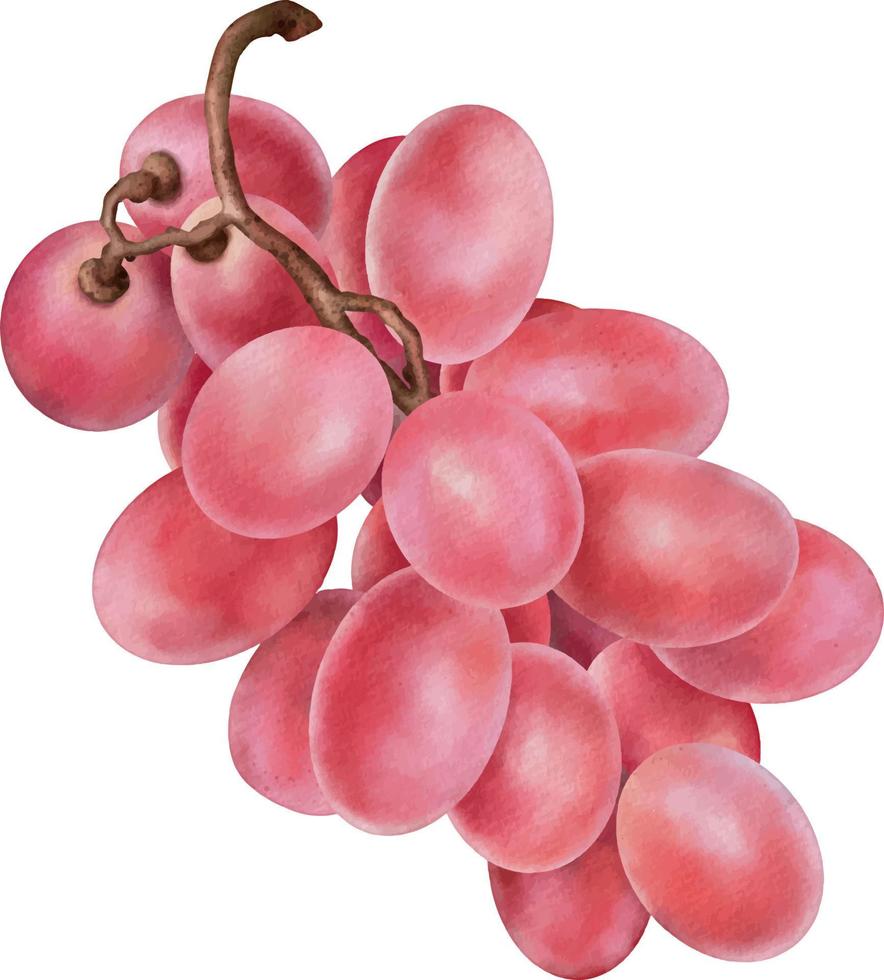 Watercolor pink grape isolated on white. Hand drawn watercolor illustration vector