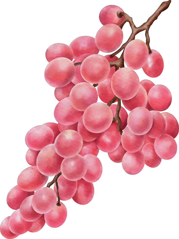 Watercolor pink grape isolated on white. Hand drawn watercolor illustration vector
