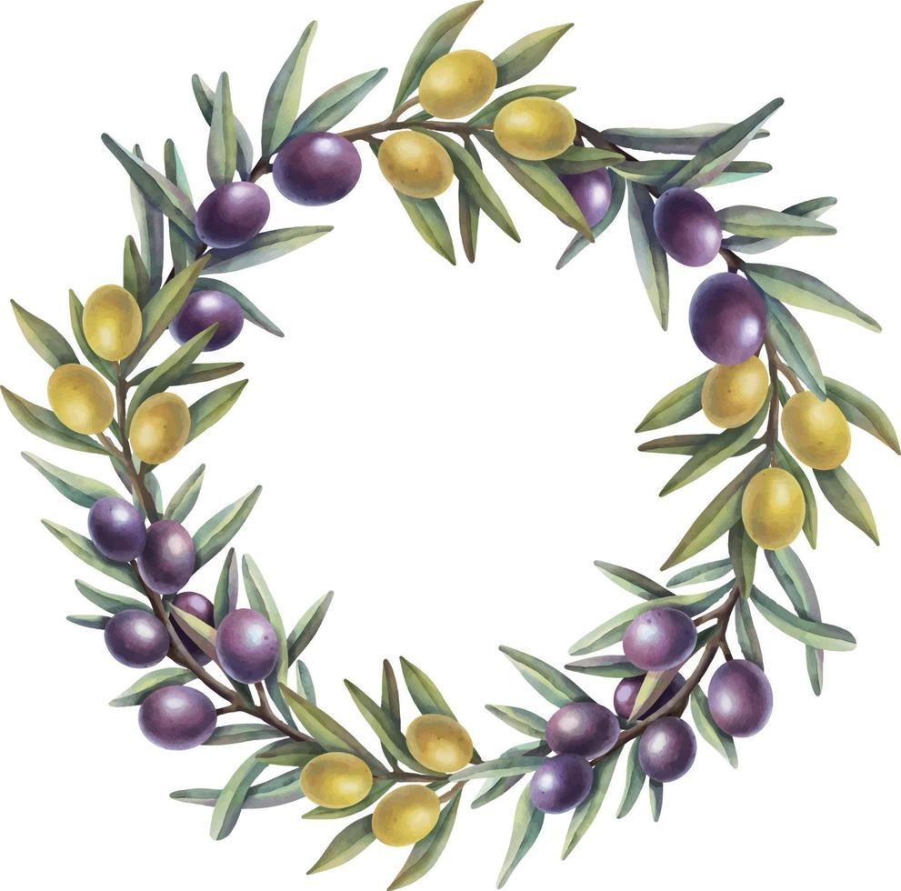 corona de acuarela de ramas de olivo con frutas. borde de círculo floral pintado a mano con frutos de oliva amarillos y morados y ramas de árboles aisladas en fondo blanco. vector