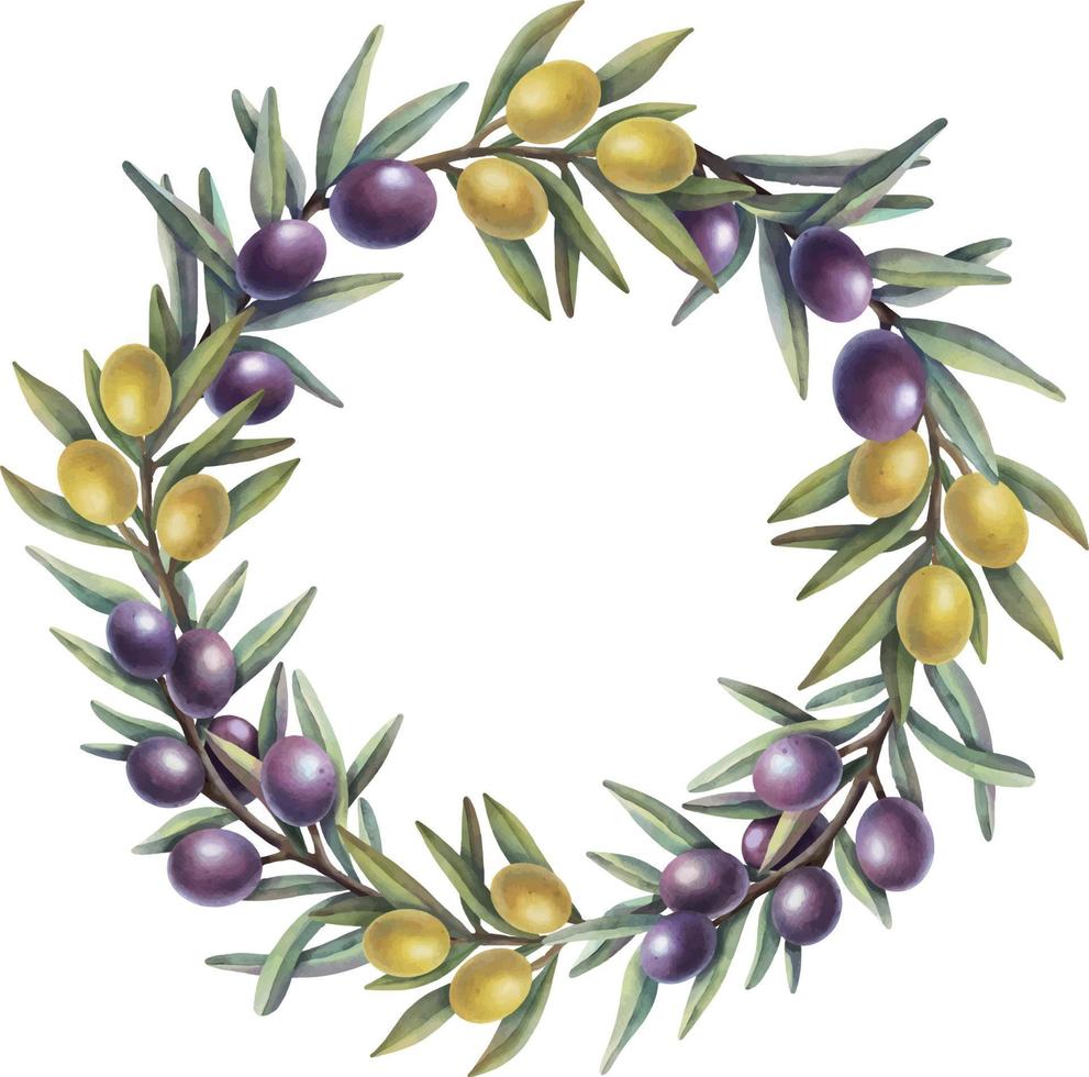 Watercolor wreath of olive branches with fruits. Hand painted floral circle border with yellow and purple olive fruit and tree branches isolated on white background. vector