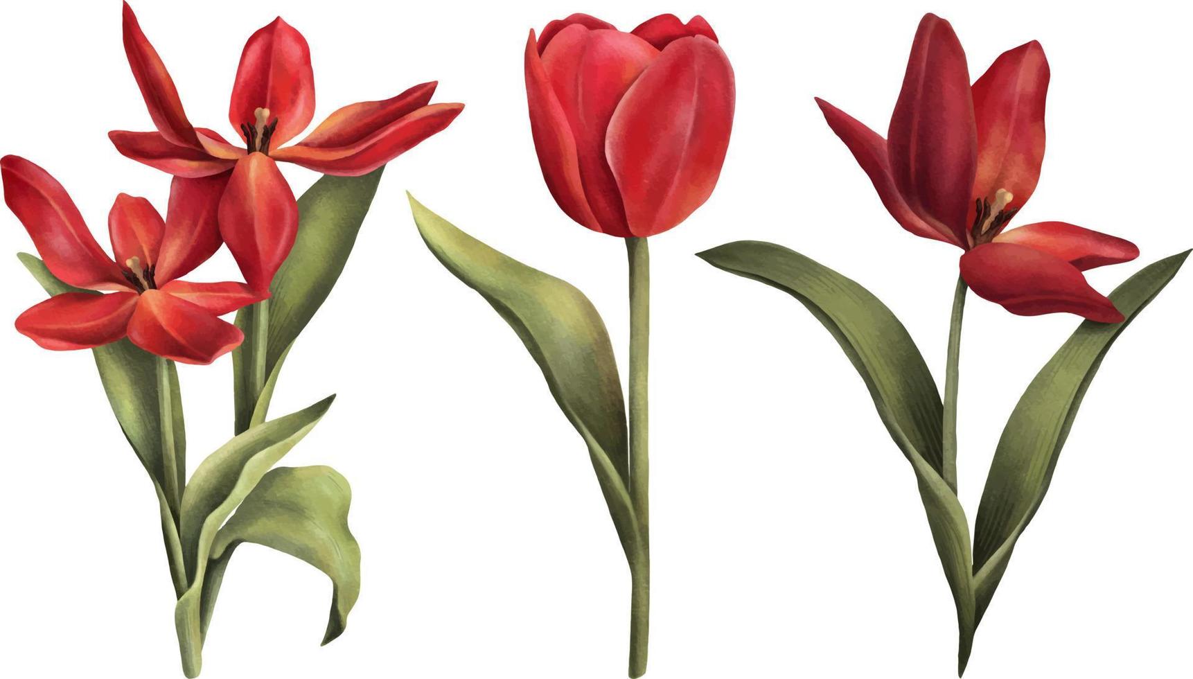 Set of watercolor red tulip flowers isolated on white background. Hand drawn watercolor illustration. Green leaves red flowers vector