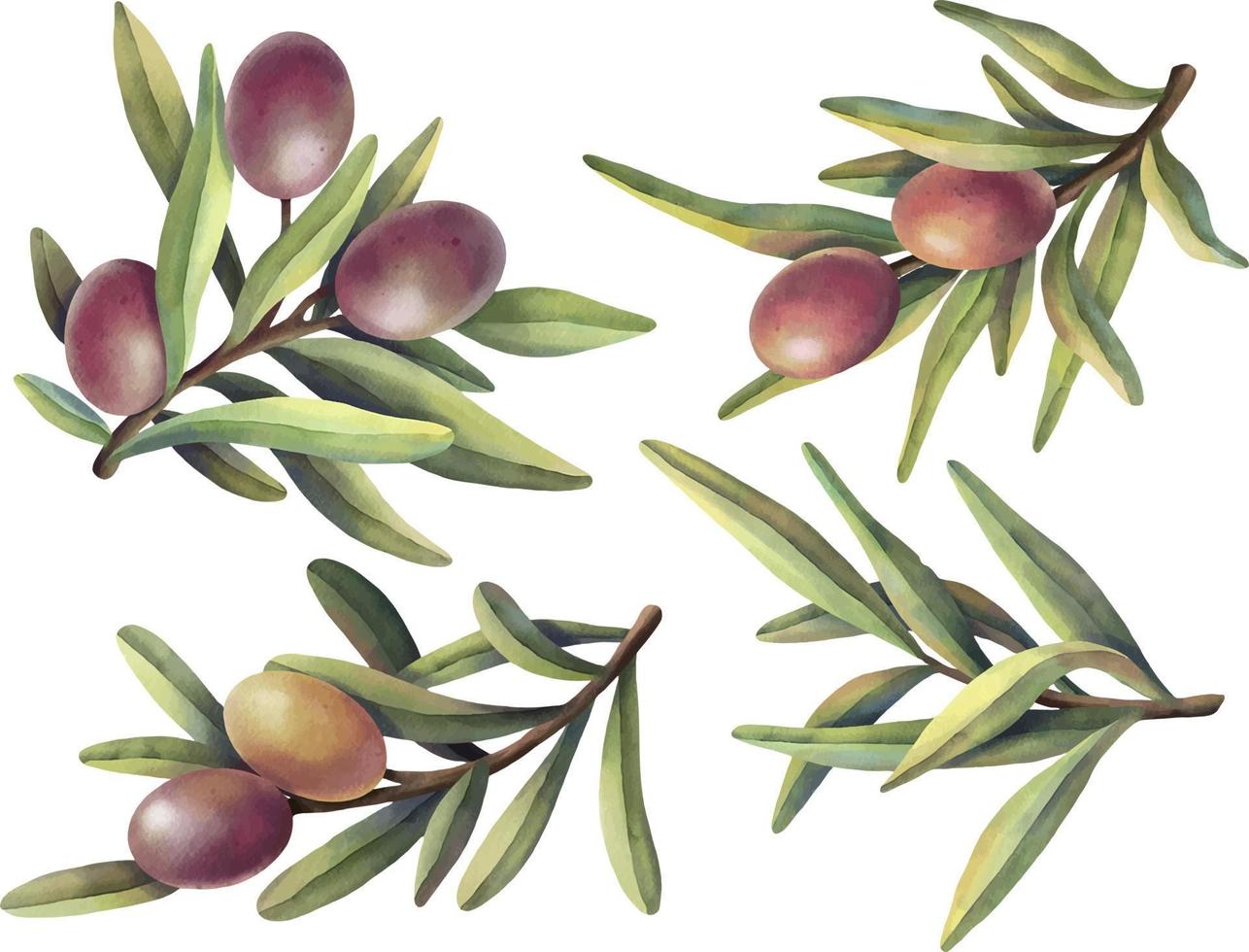 Watercolor set of olive branches with purple and yellow fruits. Hand painted illustration with purple olive fruit and tree branches isolated on white background. vector