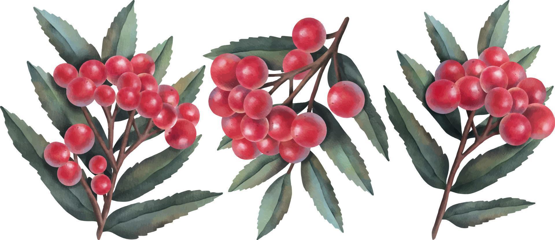 Set of watercolor red rowan branch isolated on white background. Hand drawn watercolor illustration. Green leaves red berries. vector