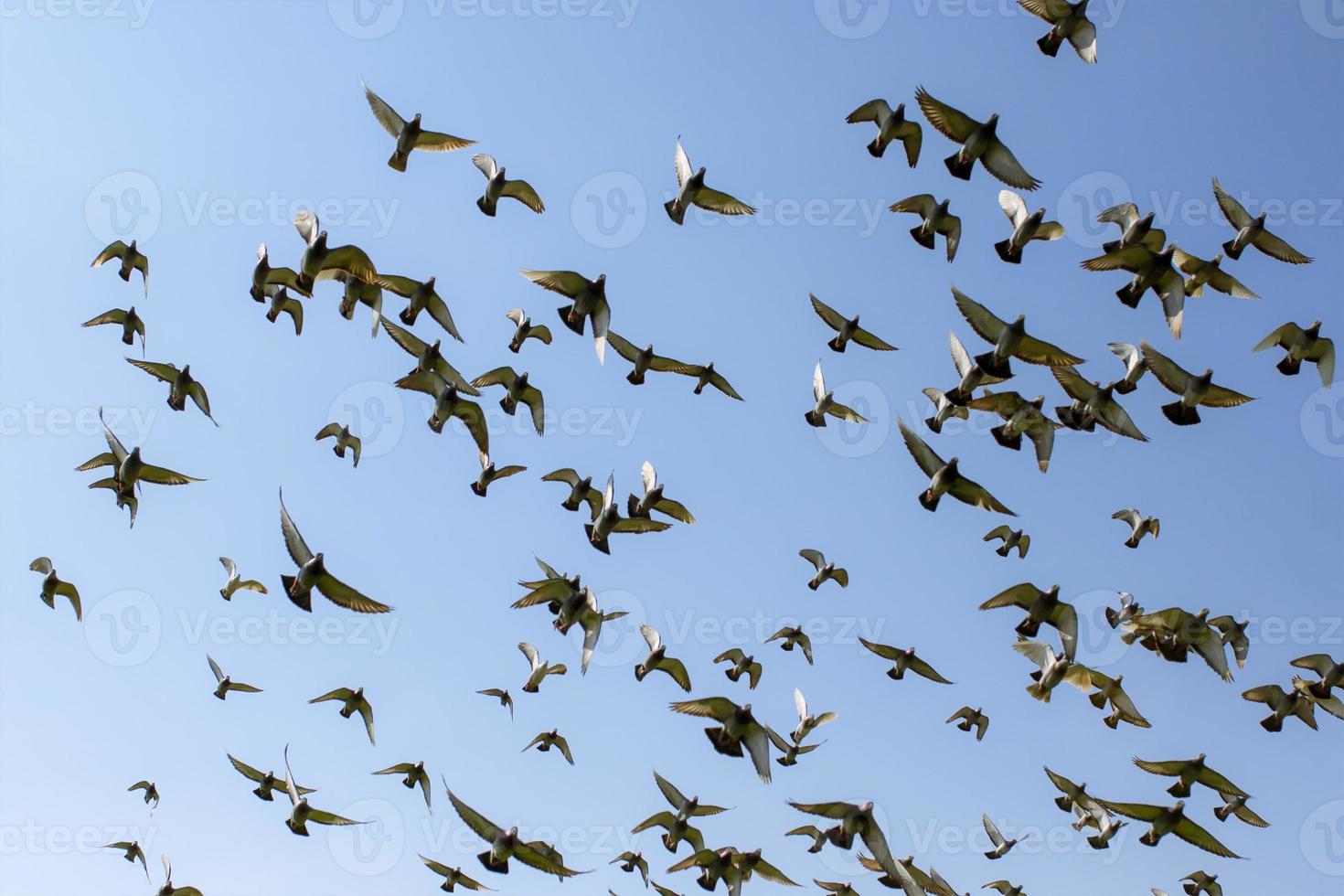 flock of speed racing pigeon bird flying against clear blue sky photo