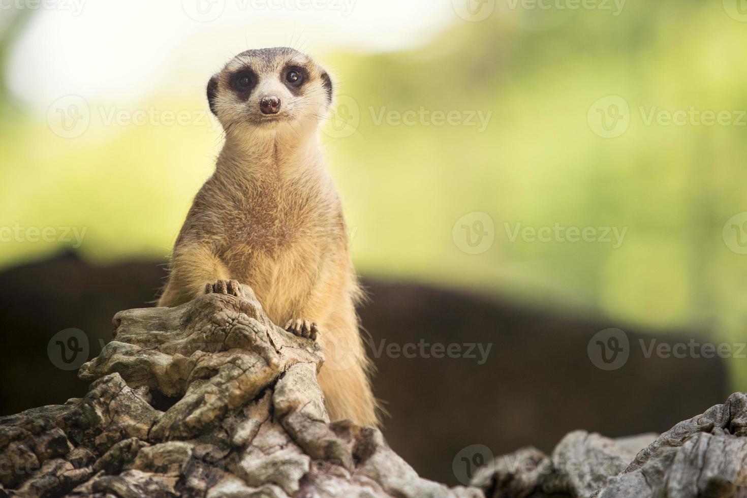 cerrar el cuerpo de suricata o de pie en el suelo foto