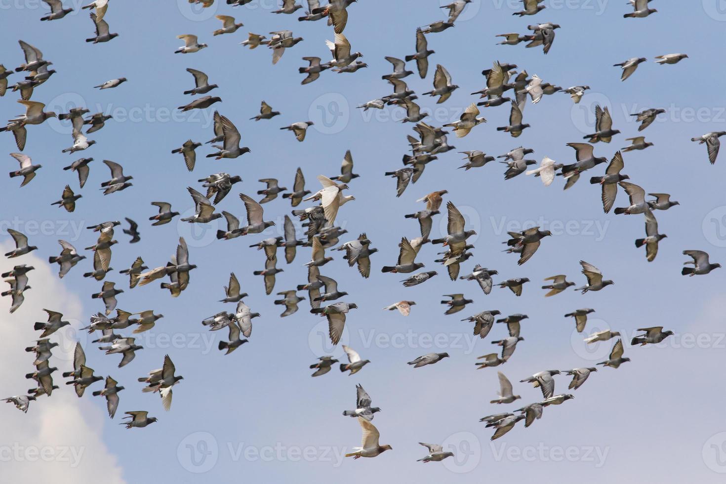 flock of homing pigeon flying against clear blue sky photo