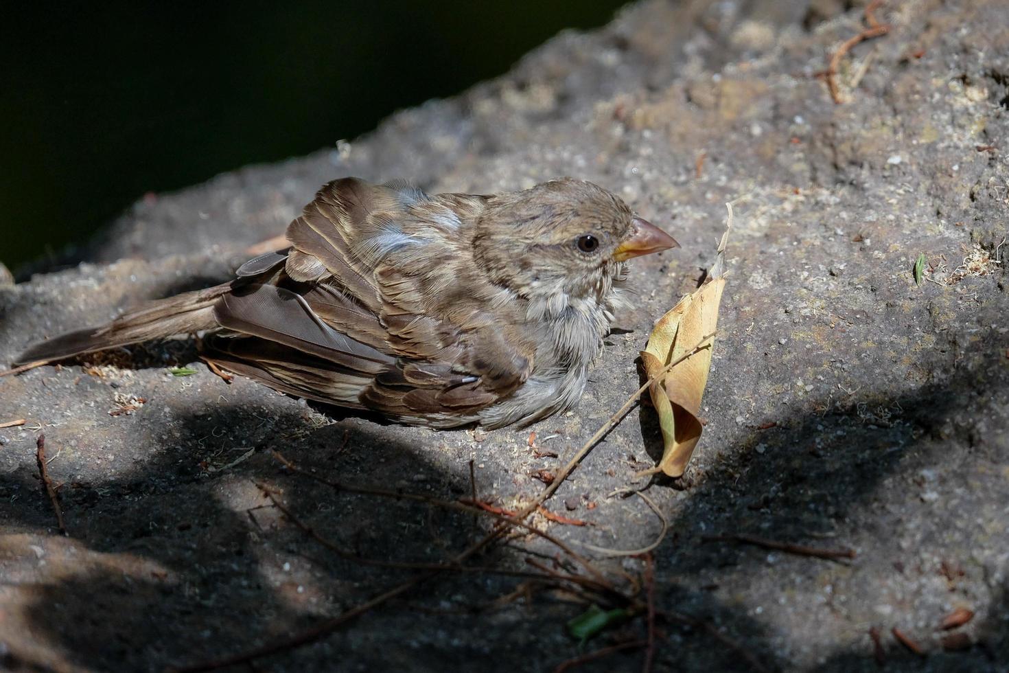 Baby Sparrow Resting on a Rock in the Sunshine photo