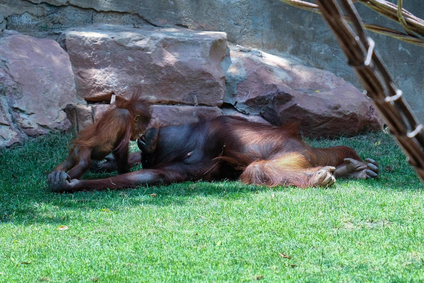 FUENGIROLA, ANDALUCIA, SPAIN, 2017.  Mother and Baby Orangutans Kissing at the Bioparc photo