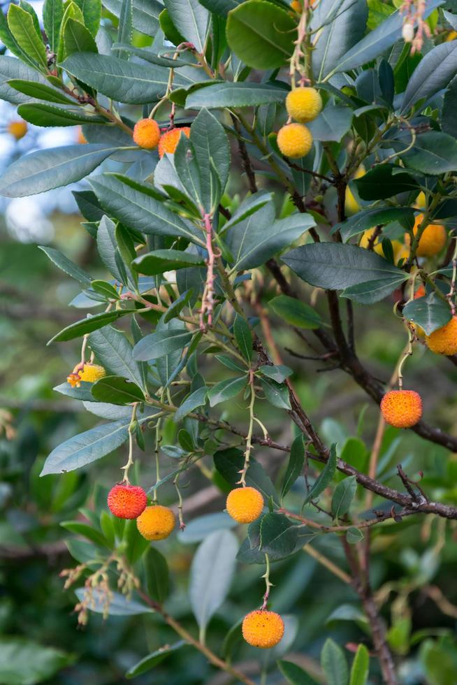 The fruit of a Strawberry Tree growing in London photo