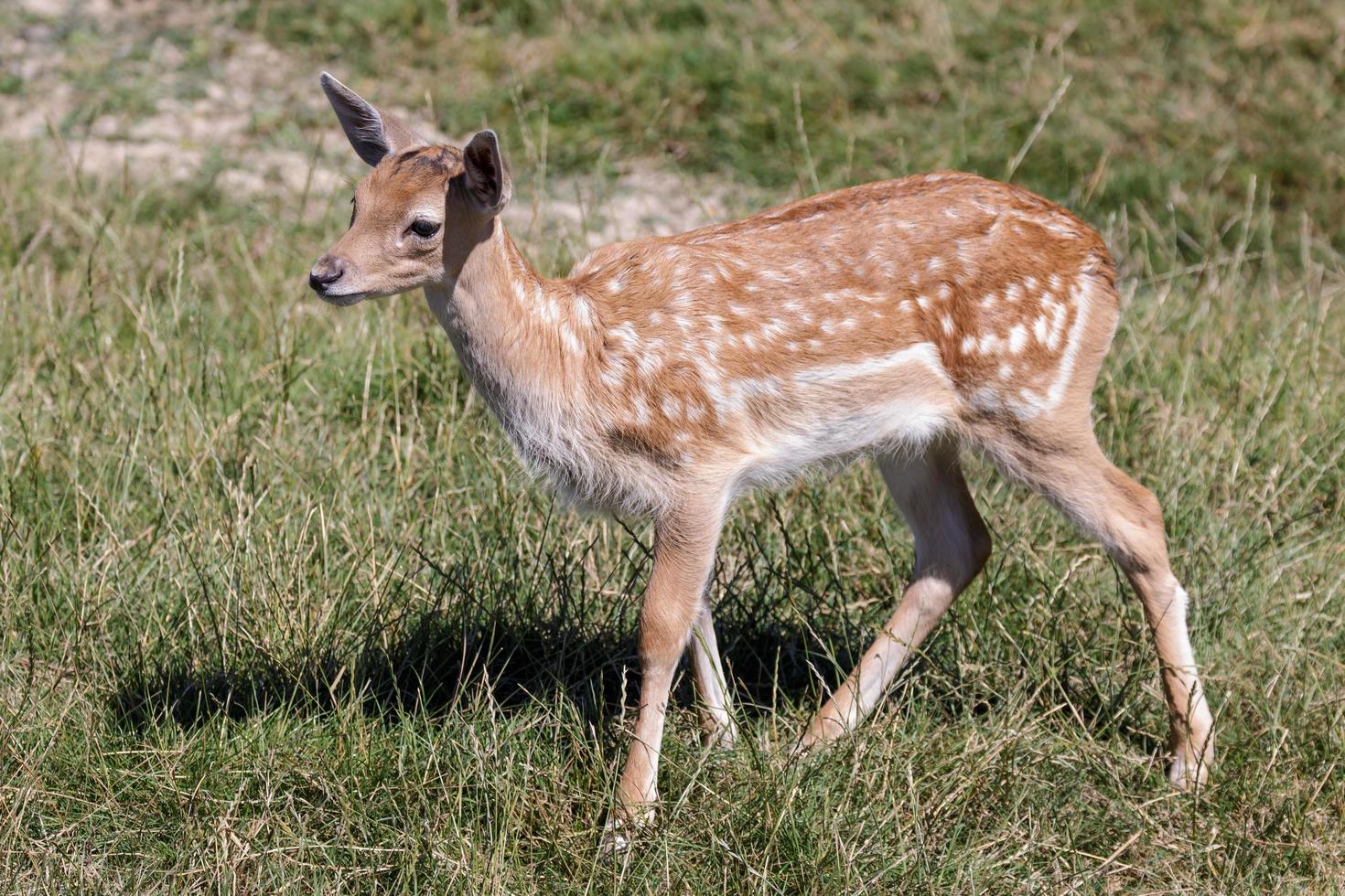 Young Fallow Deer photo
