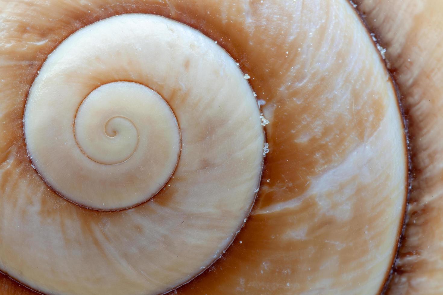 primer plano de la construcción en espiral de una concha de caracol marrón gigante foto