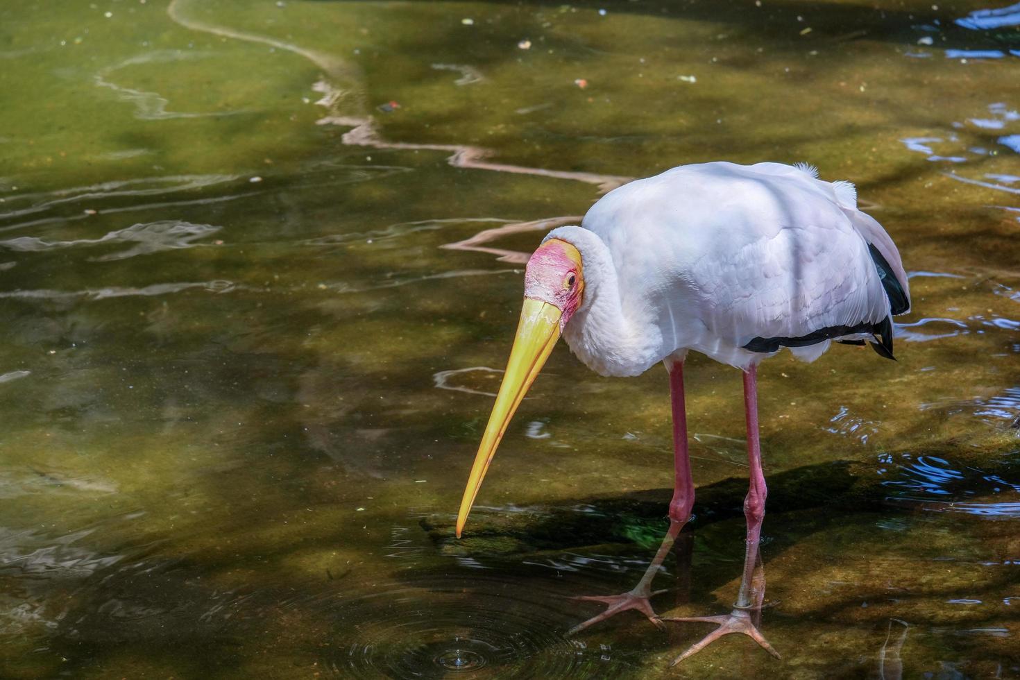 FUENGIROLA, ANDALUCIA, SPAIN, 2017.  Yellow-Billed Stork at the Bioparc photo