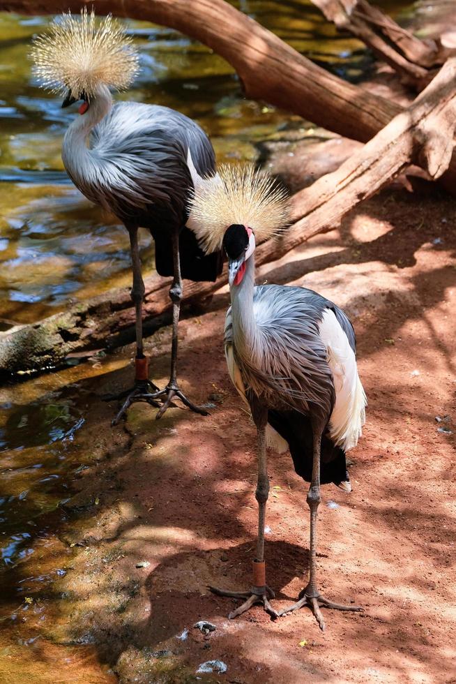 FUENGIROLA, ANDALUCIA, SPAIN, 2017.  Black Crowned Cranes at the Bioparc photo