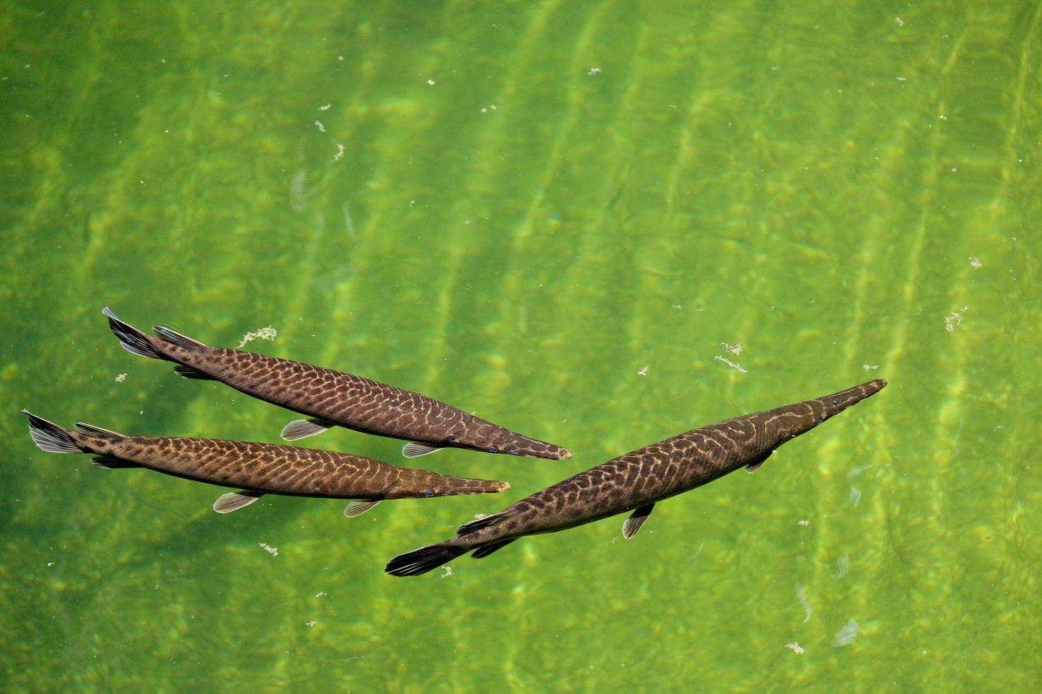 FUENGIROLA, ANDALUCIA, SPAIN, 2017.  Florida Gar at the Bioparc photo