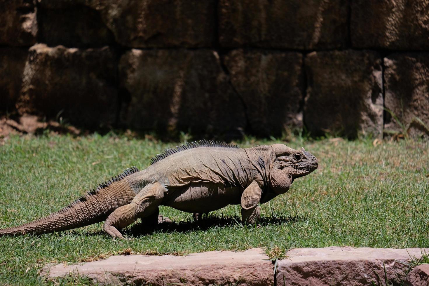 FUENGIROLA, ANDALUCIA, SPAIN, 2017.  Rhinoceros Iguana in the Bioparc Fuengirola Costa del Sol Spain on July 4, 2017 photo