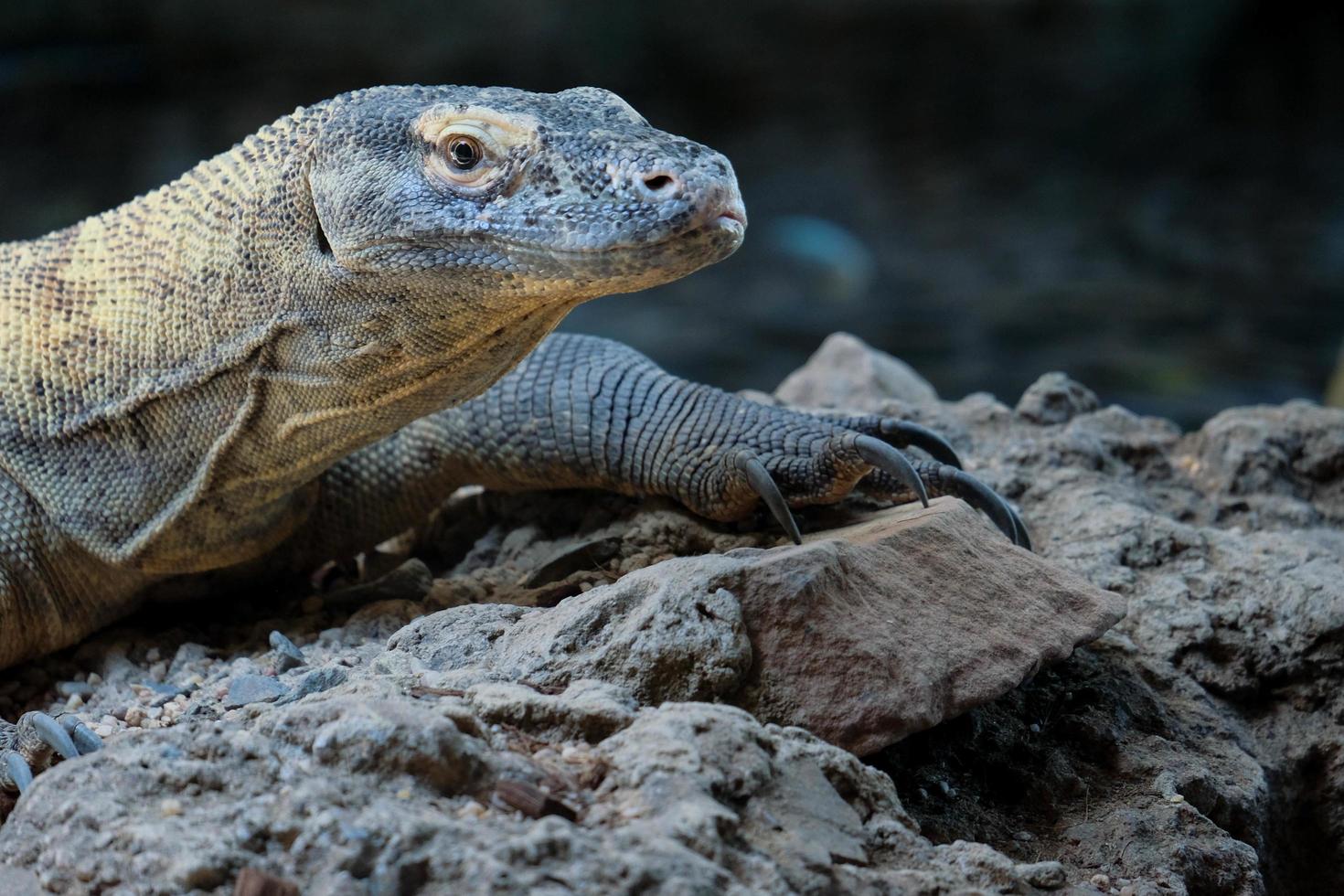 FUENGIROLA, ANDALUCIA, SPAIN, 2017.  Komodo Dragonat the Bioparc photo