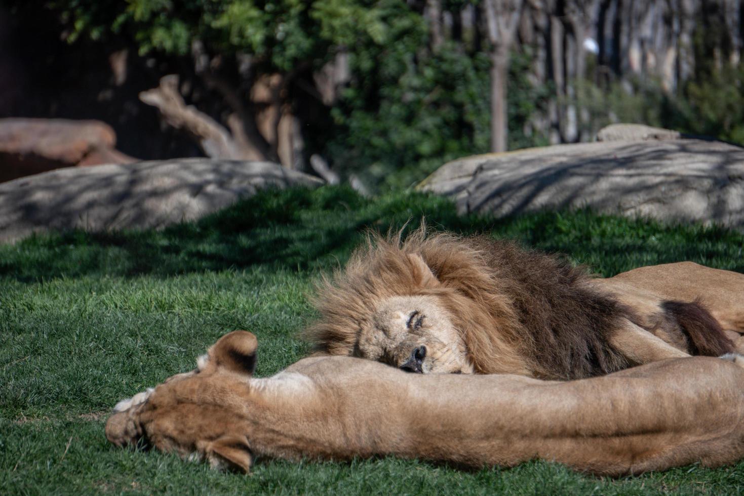 VALENCIA, SPAIN, 2019. African Lions sleeping photo