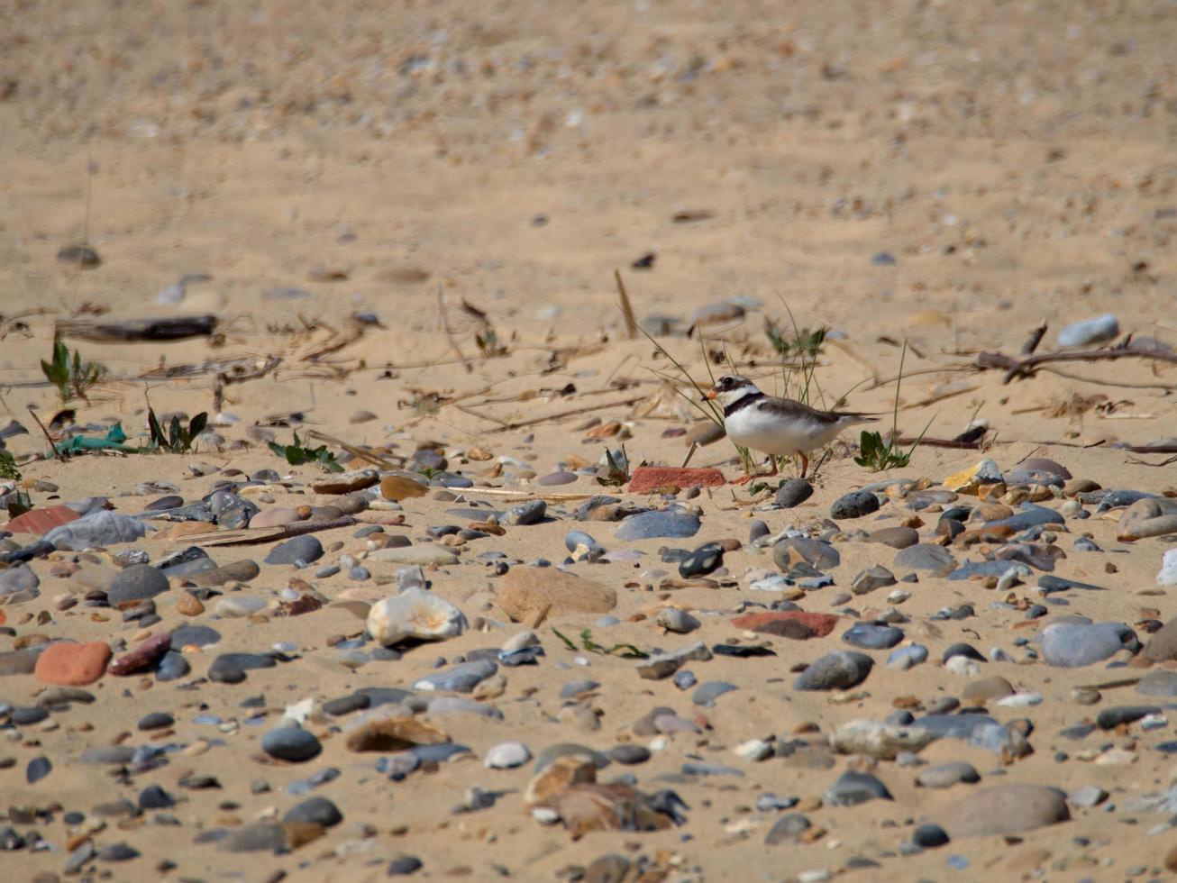 Ringed Plover at Covehithe in Suffolk photo