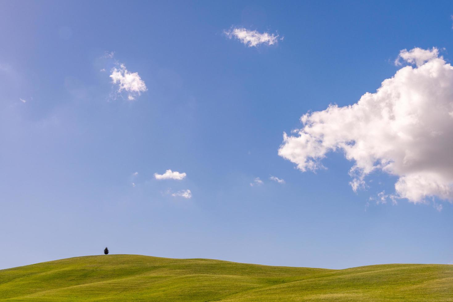 Lone tree on the horizon in Val d'Orcia Tuscany photo