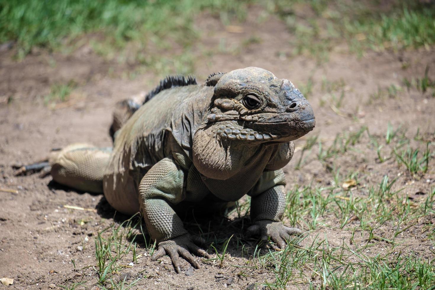 Fuengirola, Andalucia, Spain, 2016. Rhinoceros Iguana in the Bioparc photo