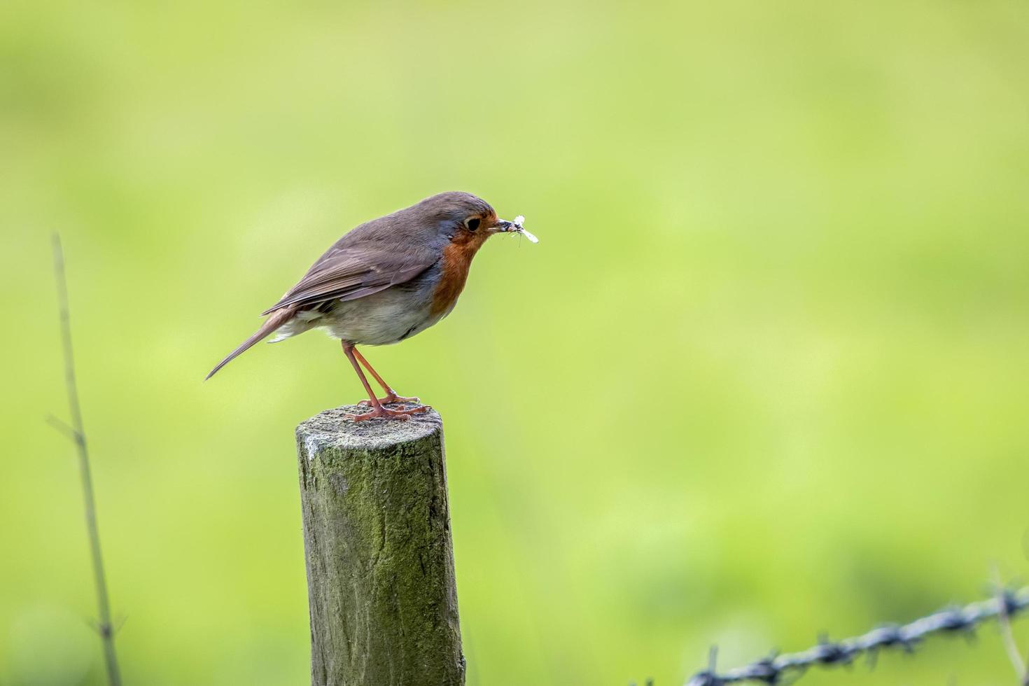 Robin standing on a wooden post having caught an insect photo