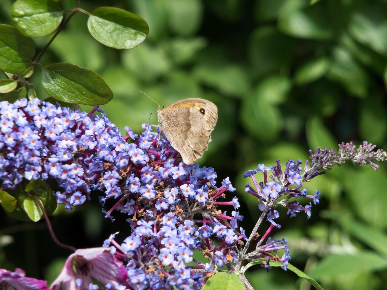 Meadow Brown Butterfly Feeding on Buddleia photo