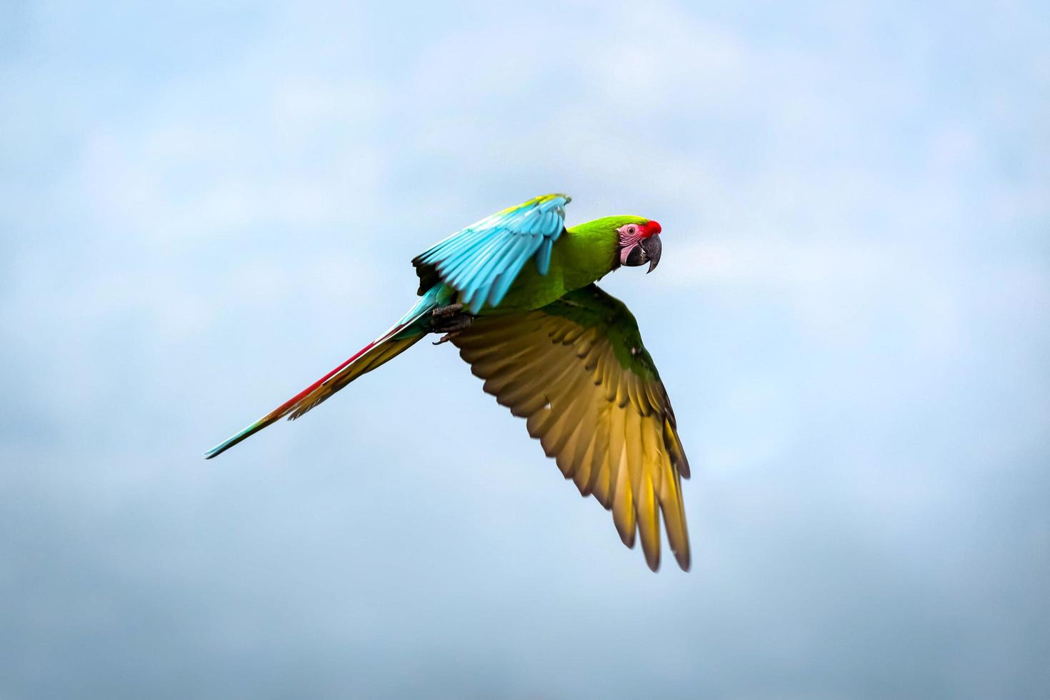 Military Macaw in flight photo