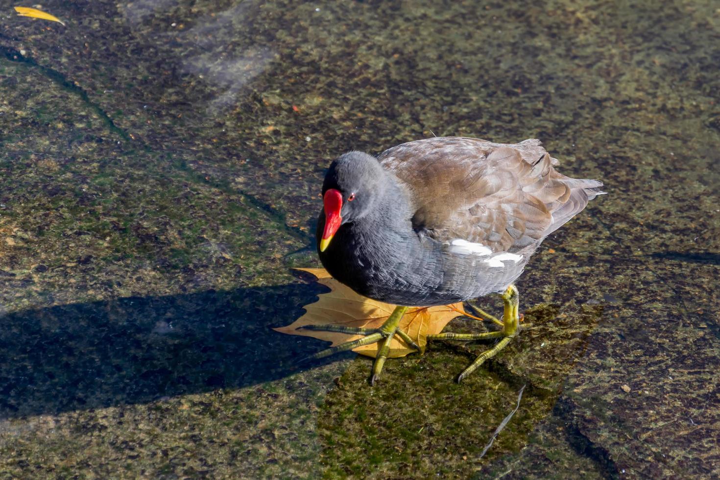 Moorhen wading in shallow water photo