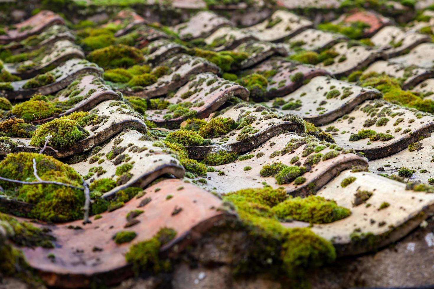 Moss growing on an old tiled roof photo