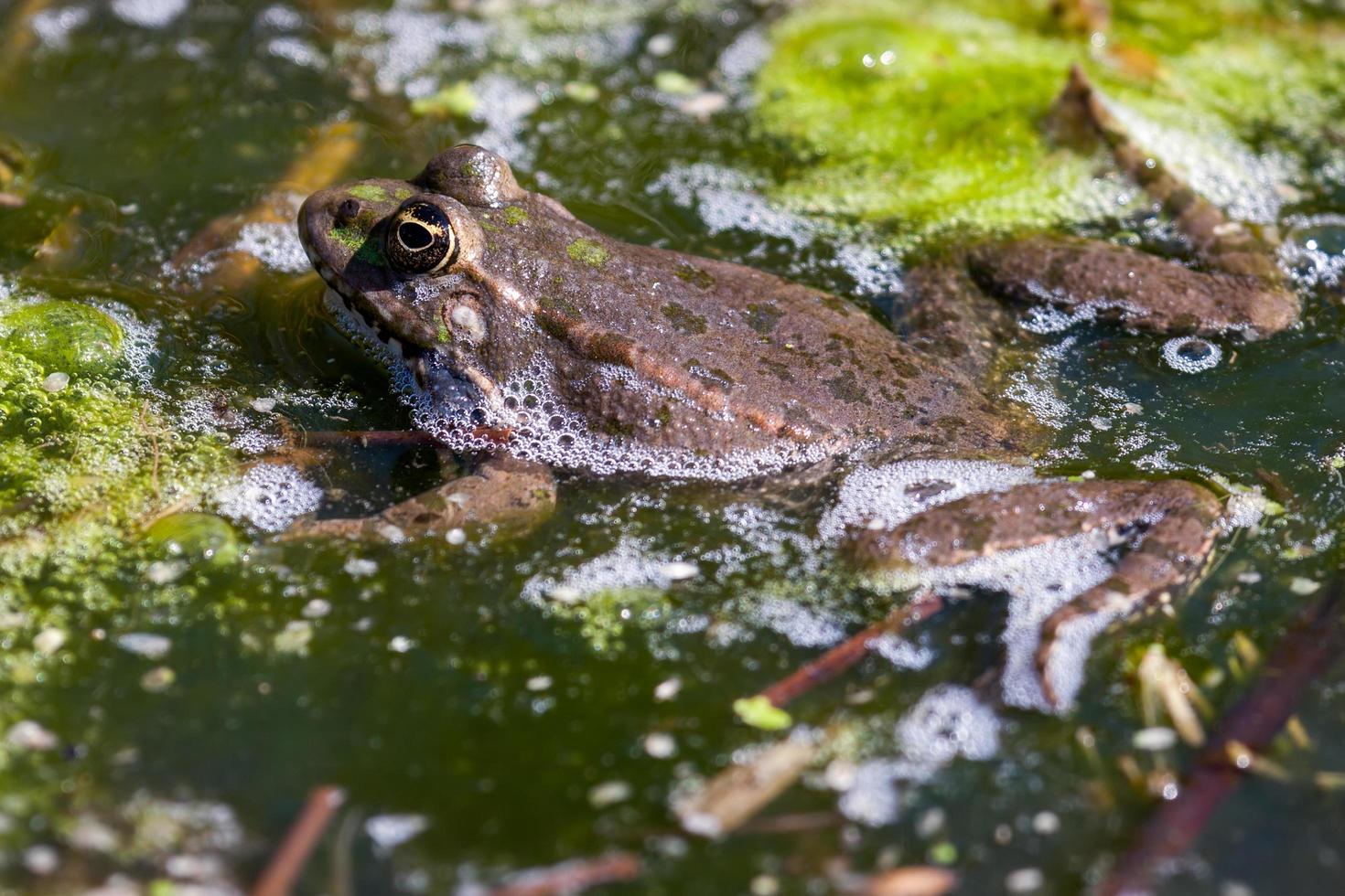 Close-up shot of a Marsh Frog photo