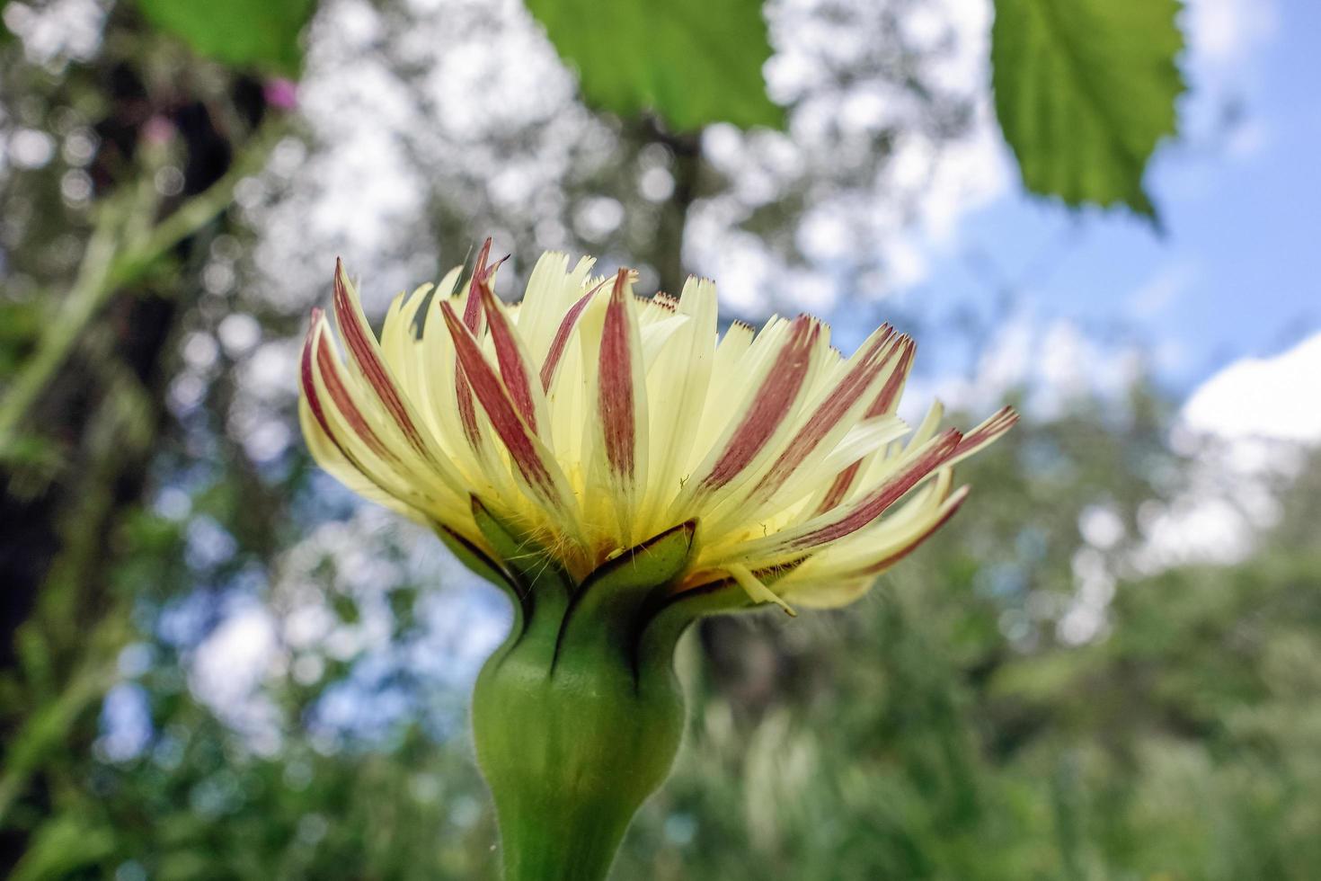 Golden Fleece flowering wild in Tuscany photo