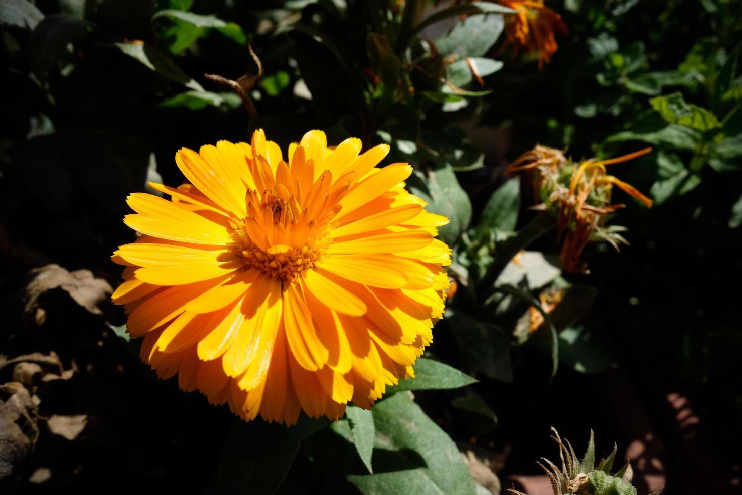 flor de caléndula amarilla vibrante en toscana foto