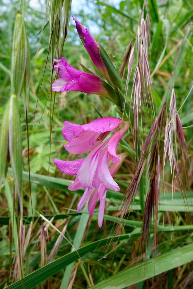 Corn Gladiolus growing wild in tuscany photo