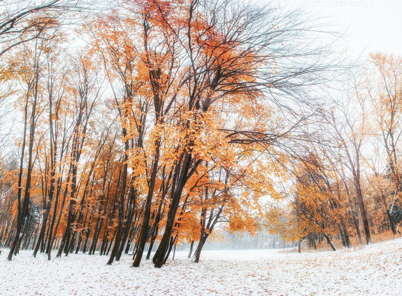 bosque de hayas de montaña de octubre foto